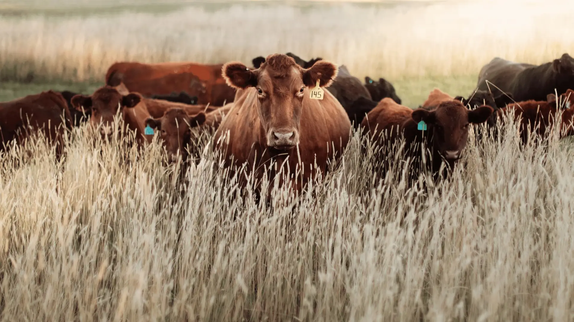 Bovini al pascolo in un prato con vegetazione alta