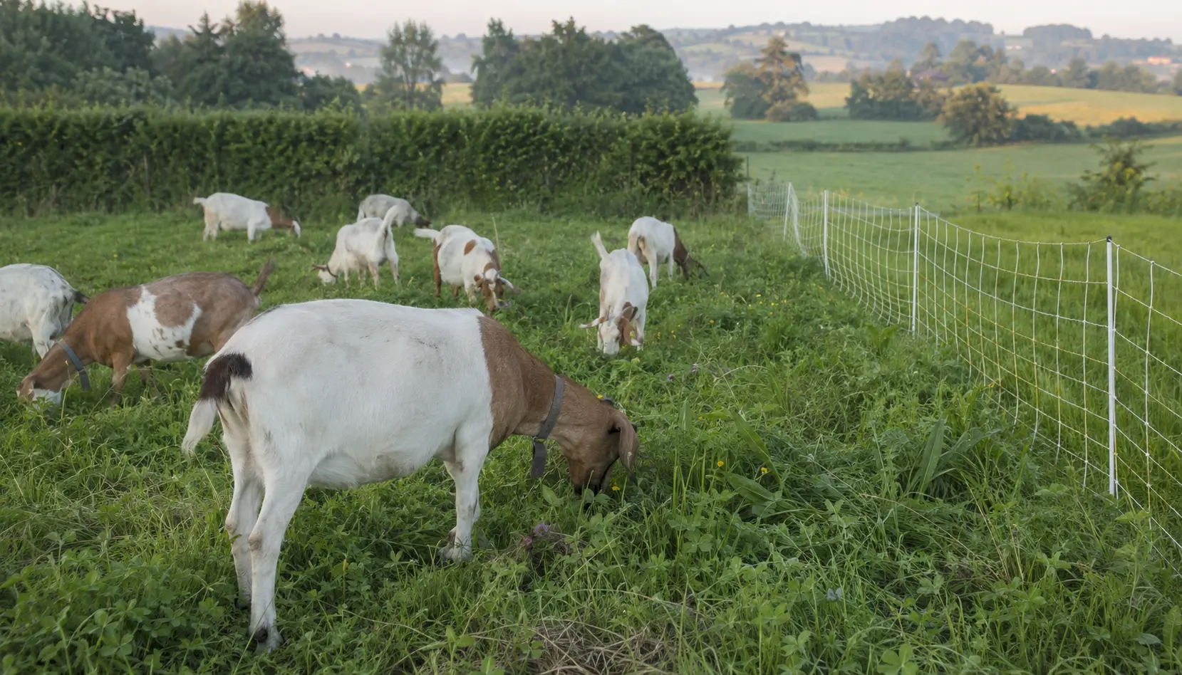 Capre al pascolo in parcelle separate da una rete elettrica mobile