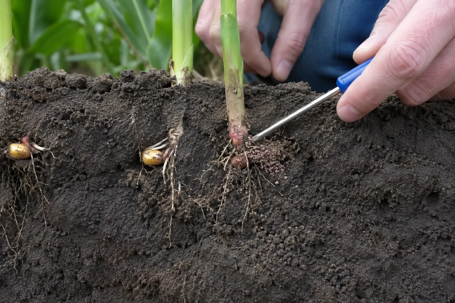 Profilo di suolo con seme di mais, giovani radici e inoculo granulare collocato vicino alla rizosfera