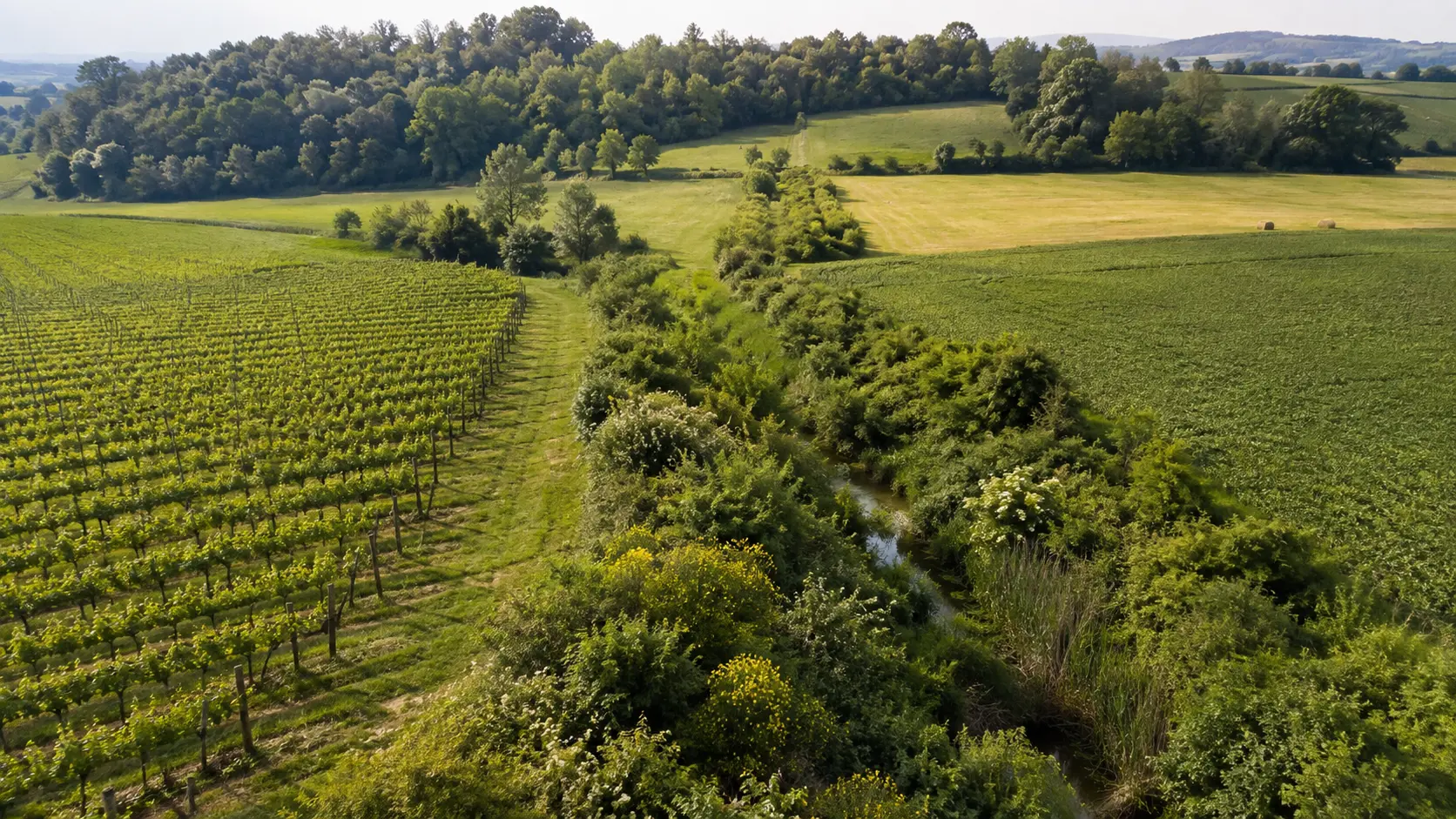 Vista aerea di un vigneto e campi collegati da una siepe multistrato lungo un canale vegetato