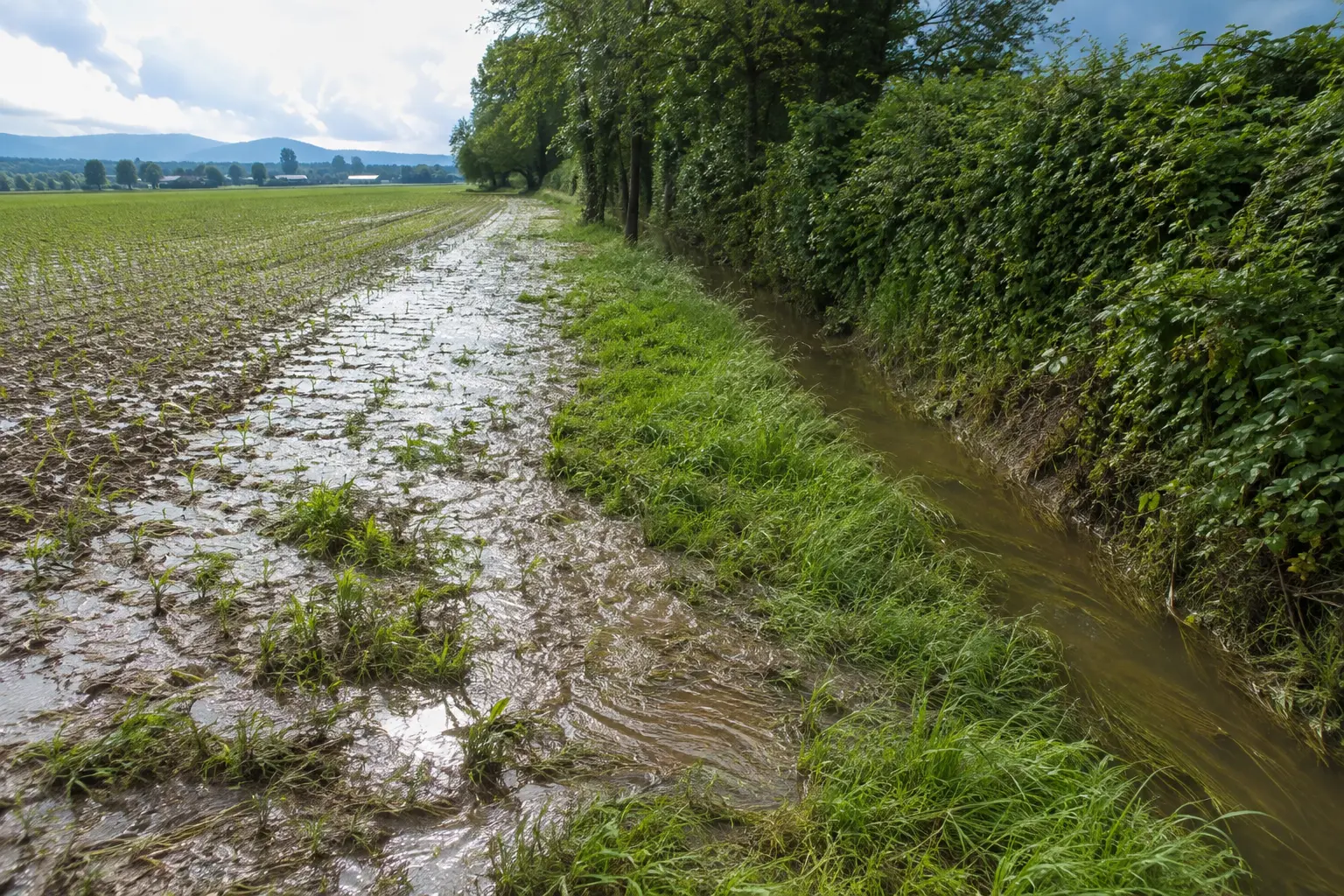 Fascia erbacea e siepe che intercettano acqua torbida prima del fosso agricolo