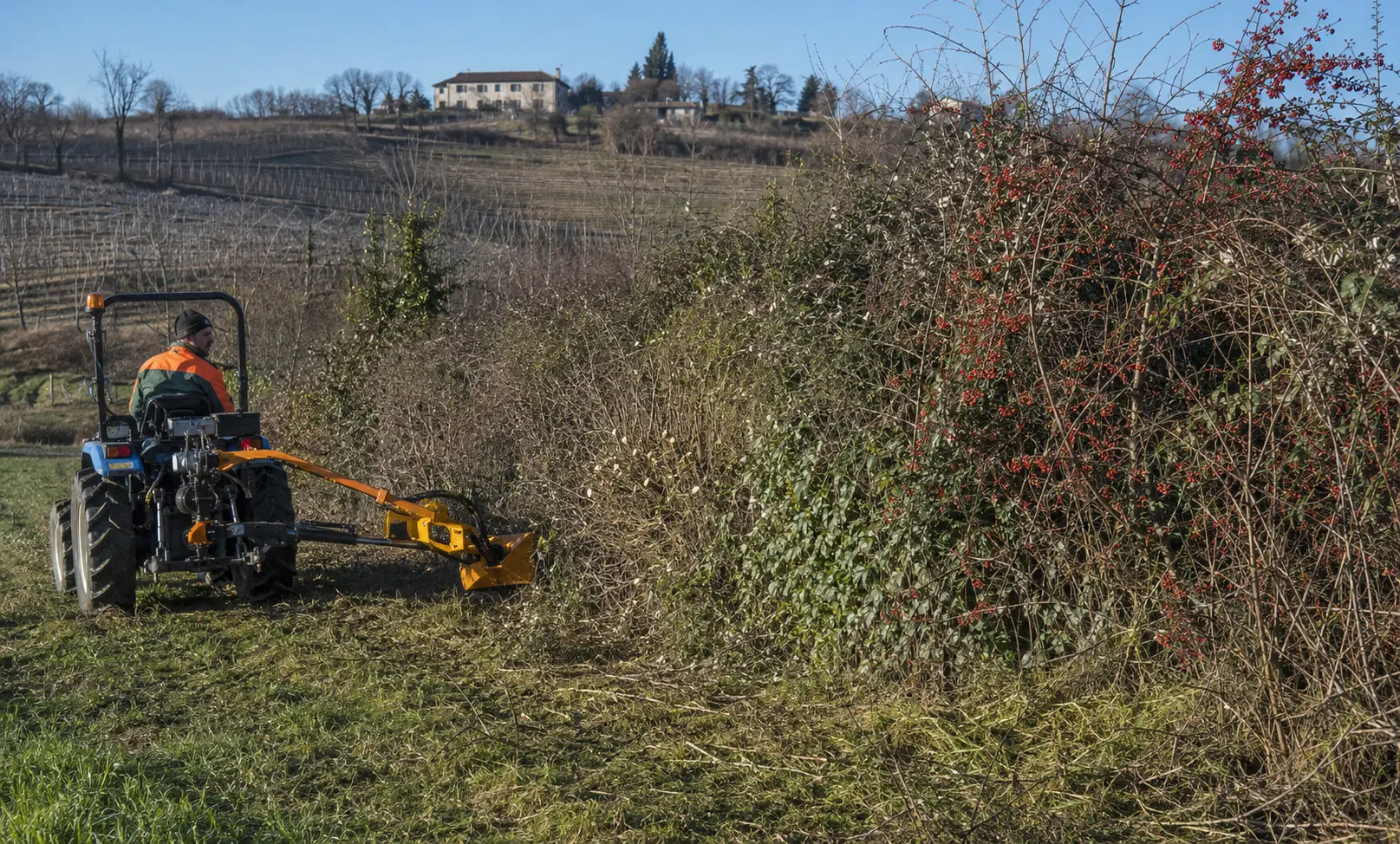 Agricoltore pota a rotazione una sezione di siepe lasciando intatte le parti adiacenti