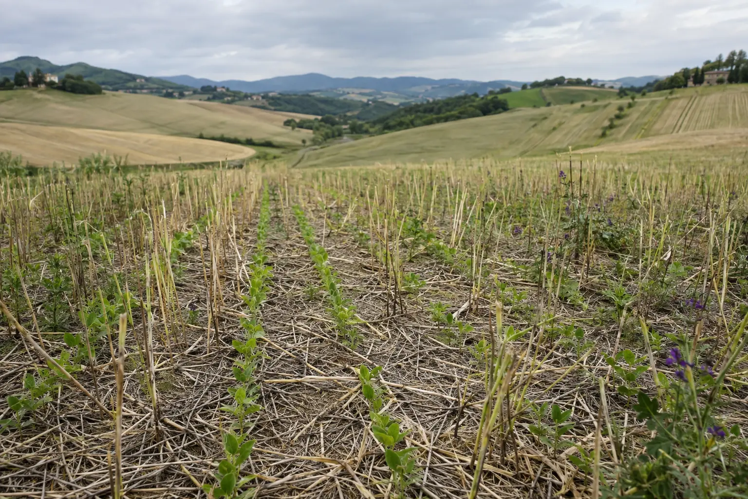 Giovani file di coltura emergono attraverso residui di cover crop distribuiti sul suolo