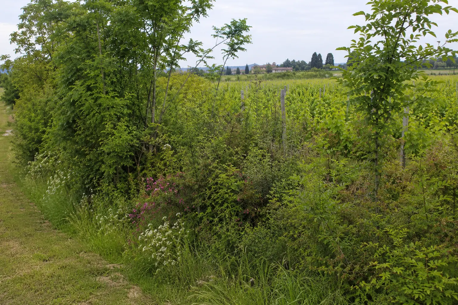 Siepe agricola con fascia erbacea, fiori spontanei, arbusti e piccoli alberi accanto ai filari