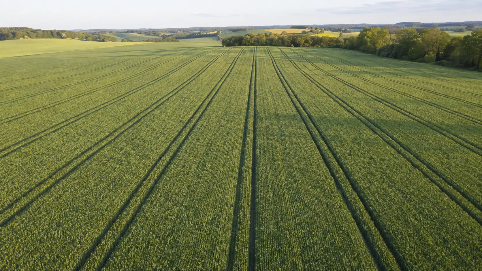 Campo agricolo con corsie permanenti che concentrano il passaggio delle macchine