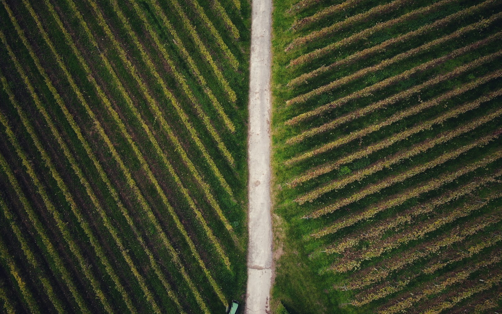 Struttura ordinata dei filari di un vigneto pronta per il passaggio dei mezzi
