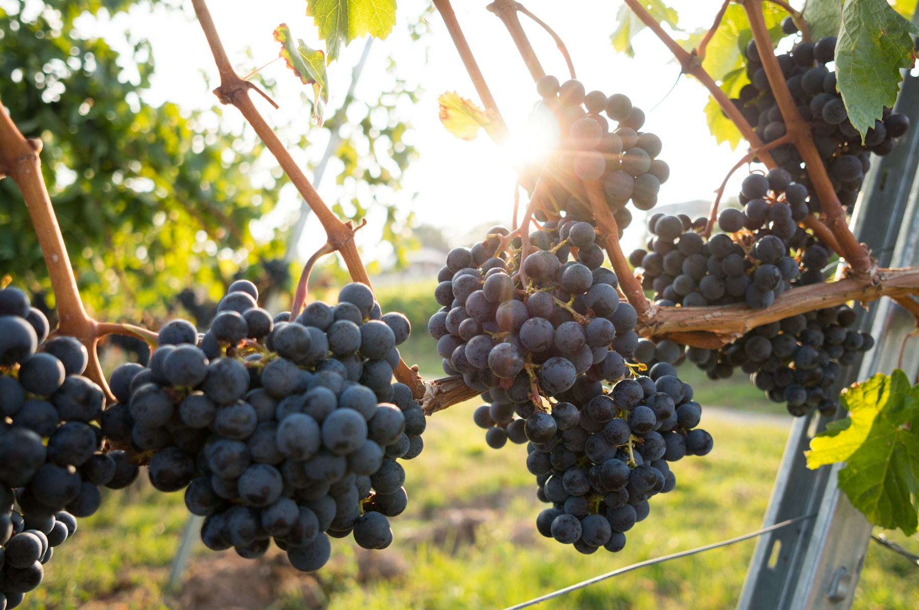 Grappoli maturi e foglie in vigneto: l’analisi fogliare misura lo stato nutritivo della vite