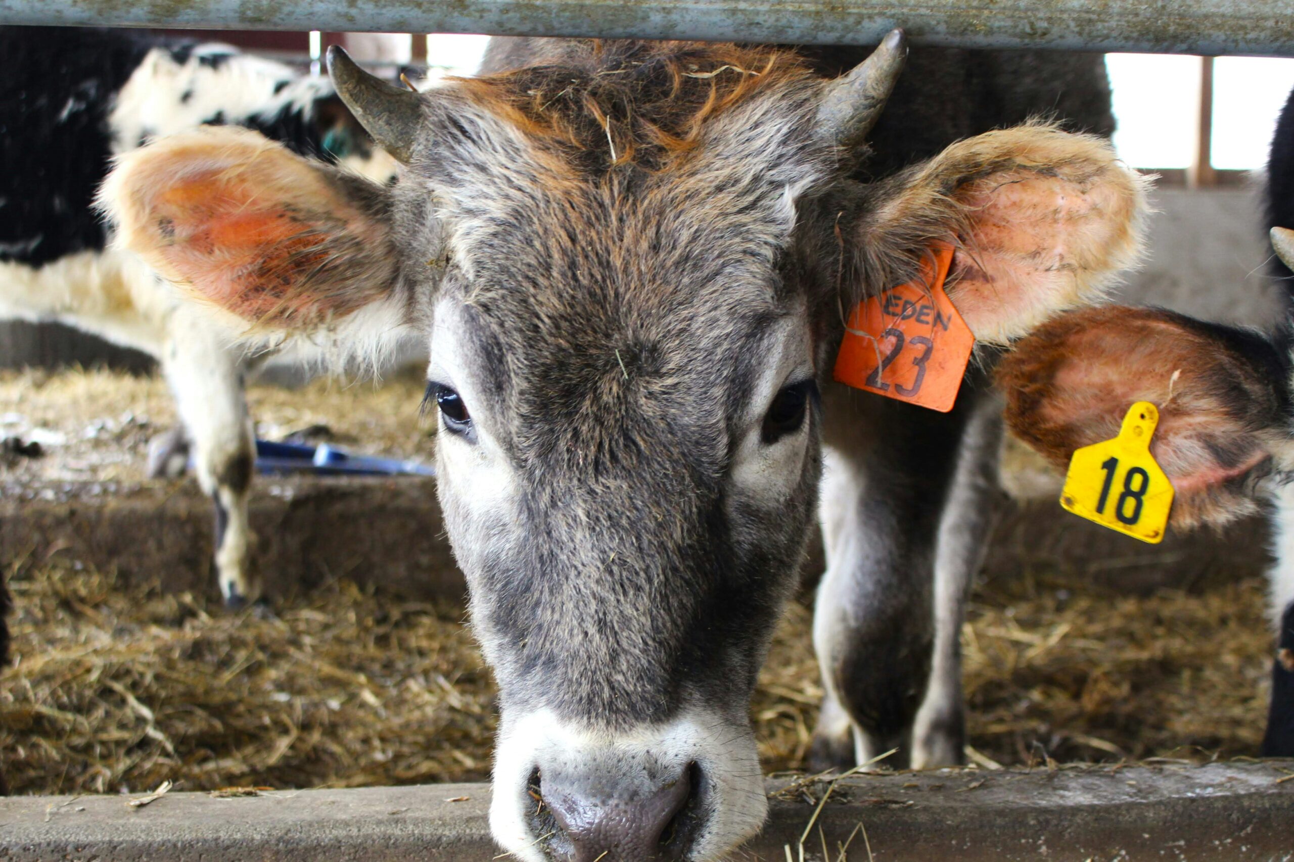 Bovina vicino al fieno in stalla, esempio dell’animale per cui la razione va valutata nel suo insieme
