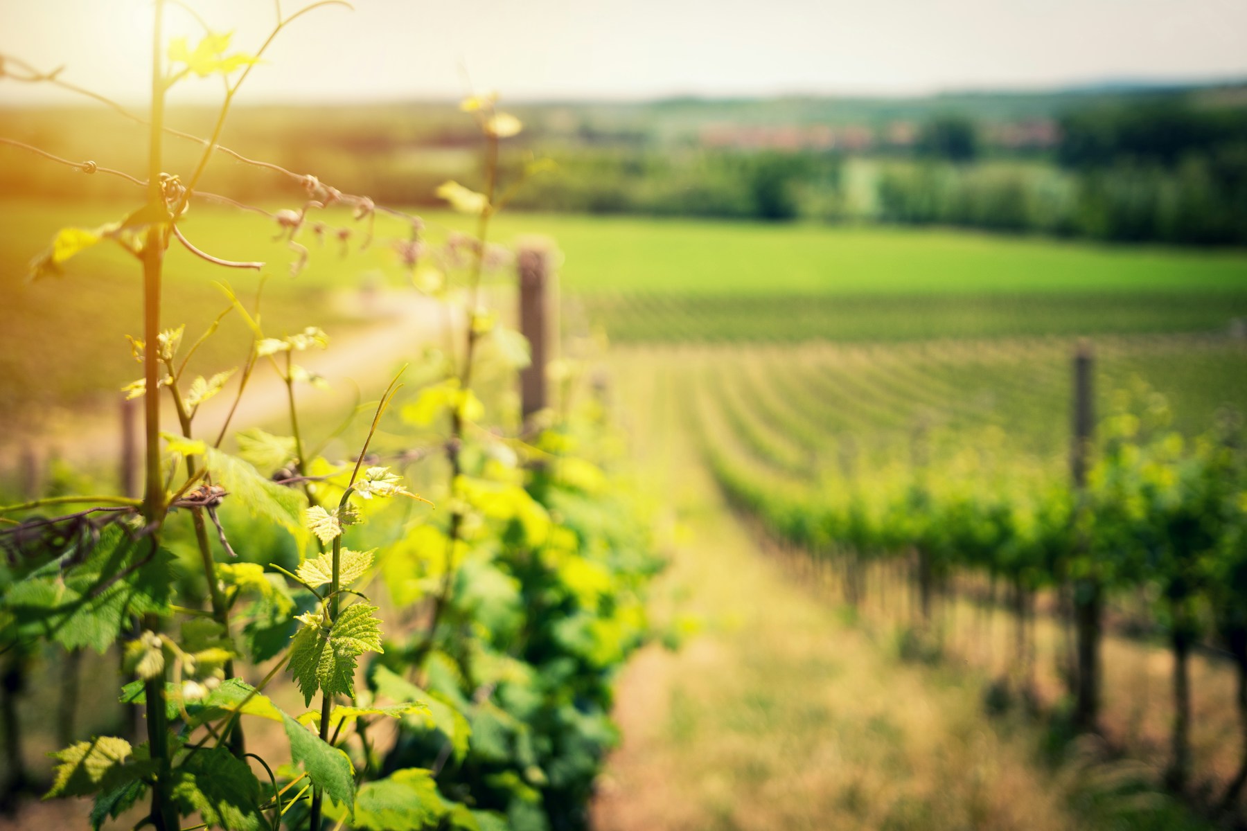 Filari di vigneto al sole: la capacità di scambio cationico va letta insieme a suolo e gestione