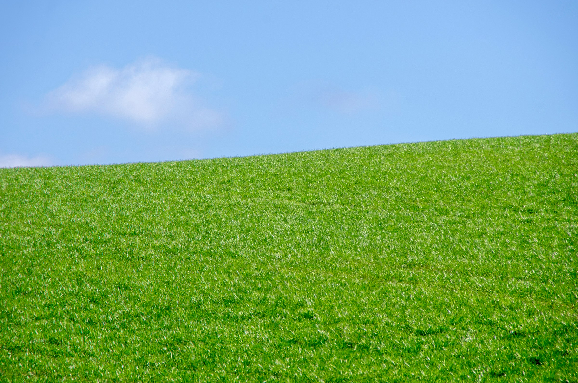 Prato verde fitto su un pendio, con poco terreno visibile tra le piante