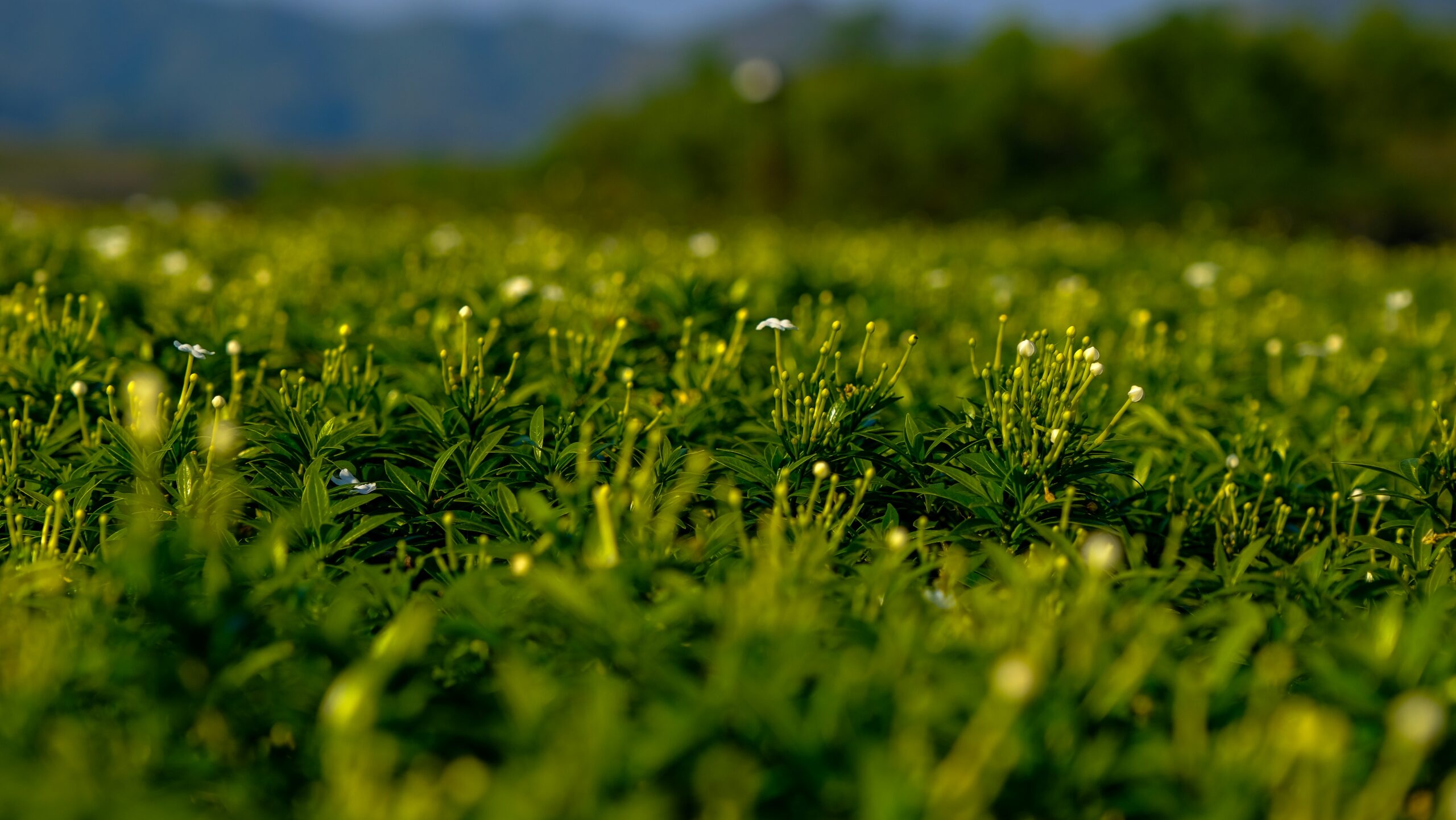 Prato fitto con graminacee e piccoli fiori prima dello sfalcio