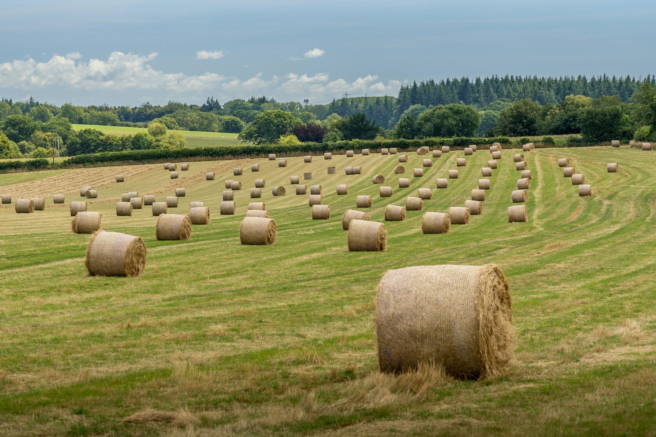 Rotoballe di fieno in campo, lotti che possono avere contenuto di NDF simile ma diversa digestibilità della fibra
