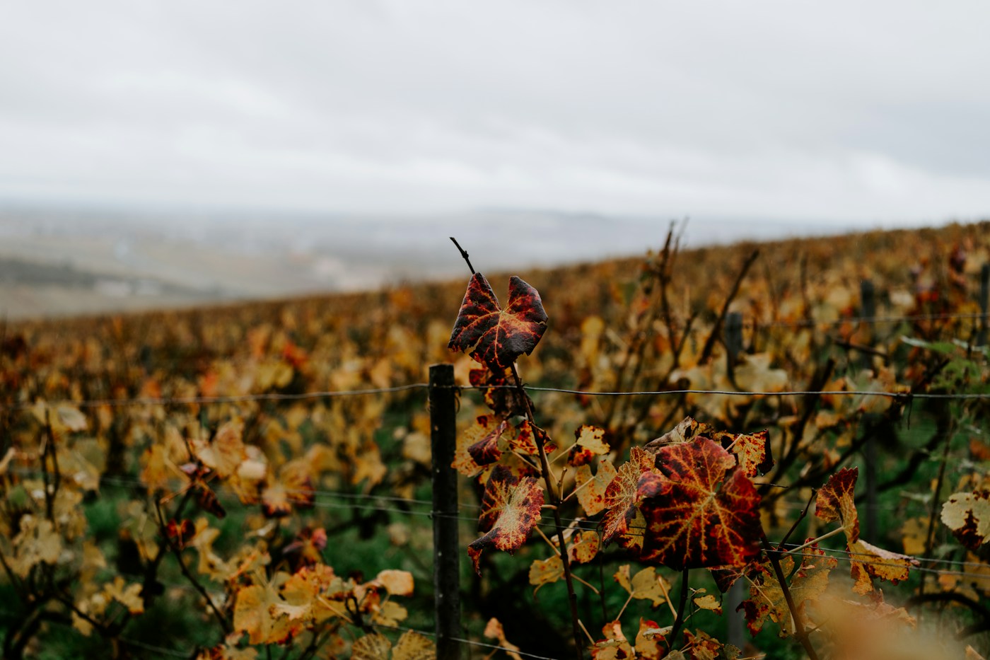 Foglie rosse in un vigneto autunnale: il colore da solo non identifica una carenza nutritiva