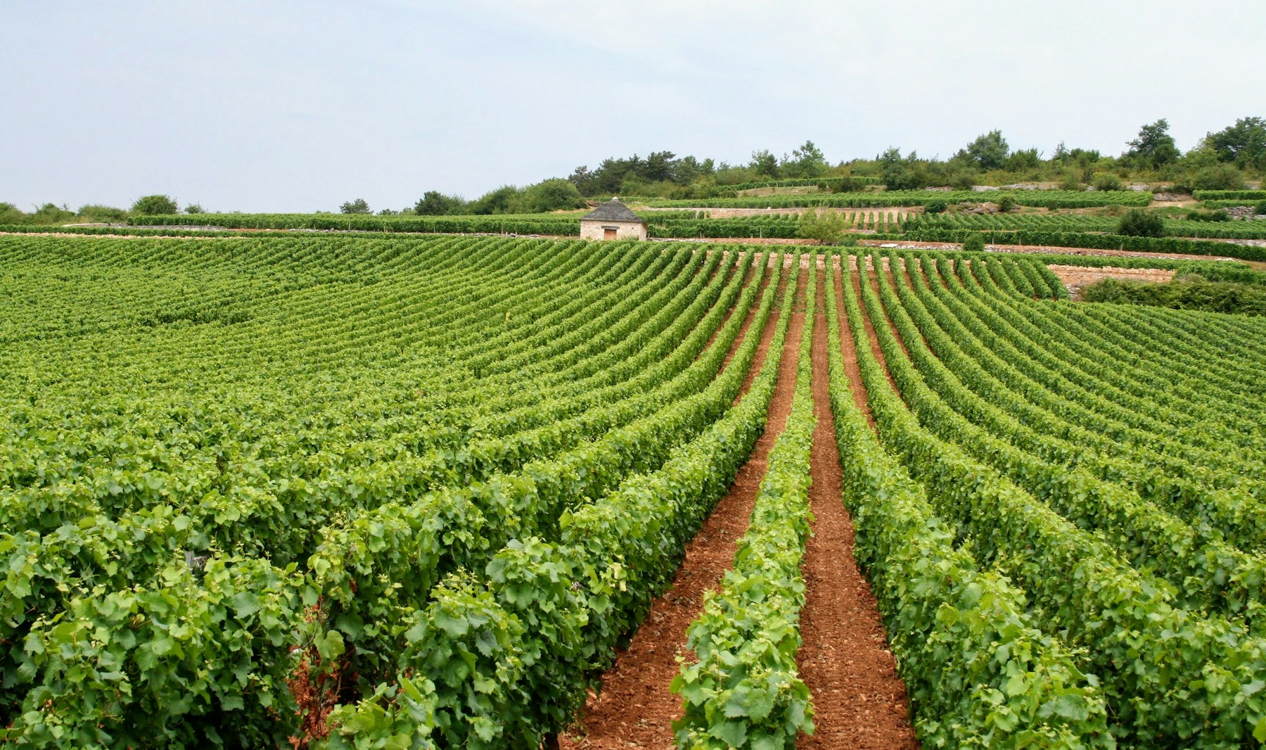 Filari di vigneto in Provenza: valutare il fosforo nel suolo prima di concimare