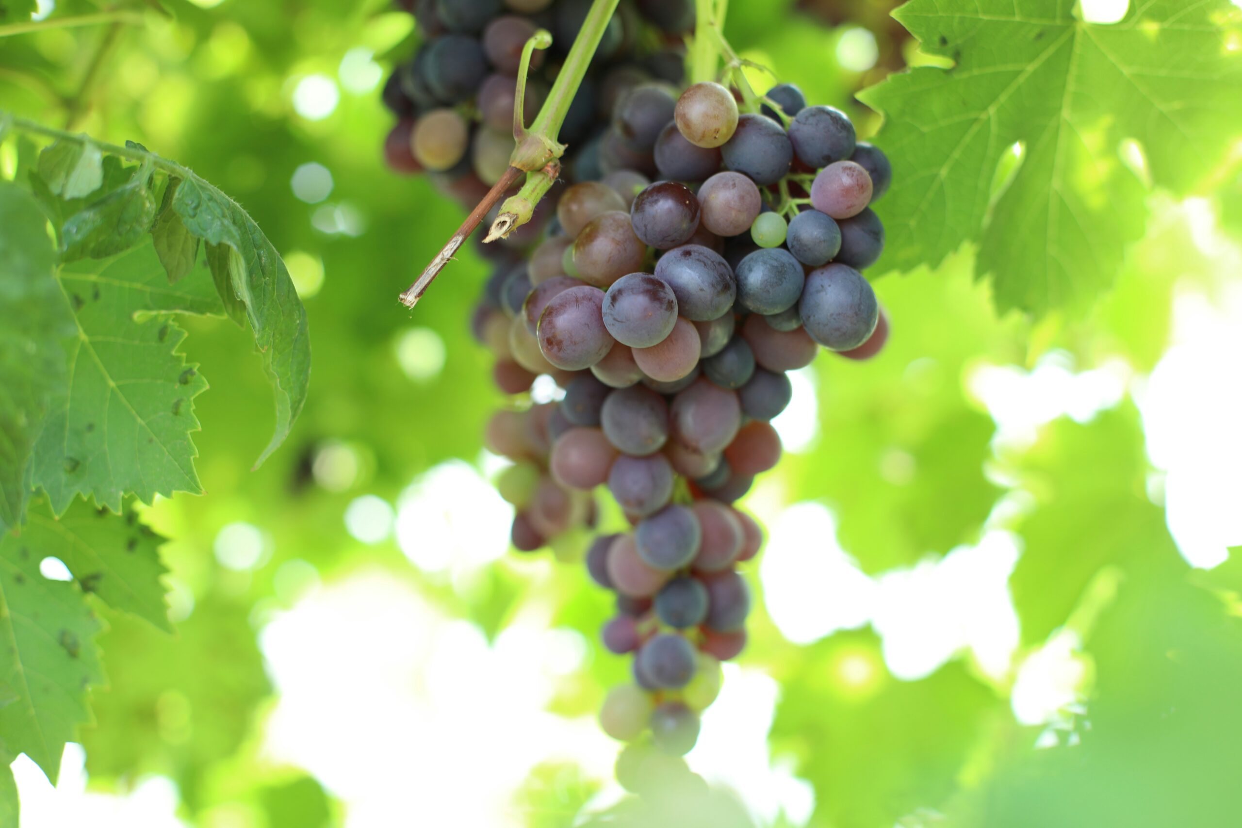 Grappolo verde e foglie per il rilievo del potenziale idrico della vite