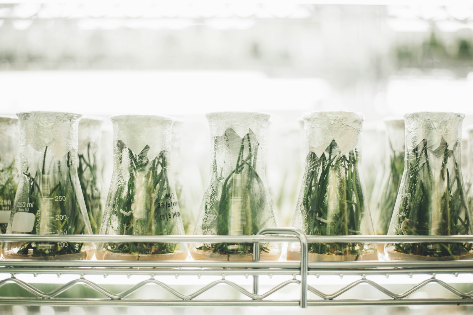 Recipienti da laboratorio disposti per confrontare campioni biologici