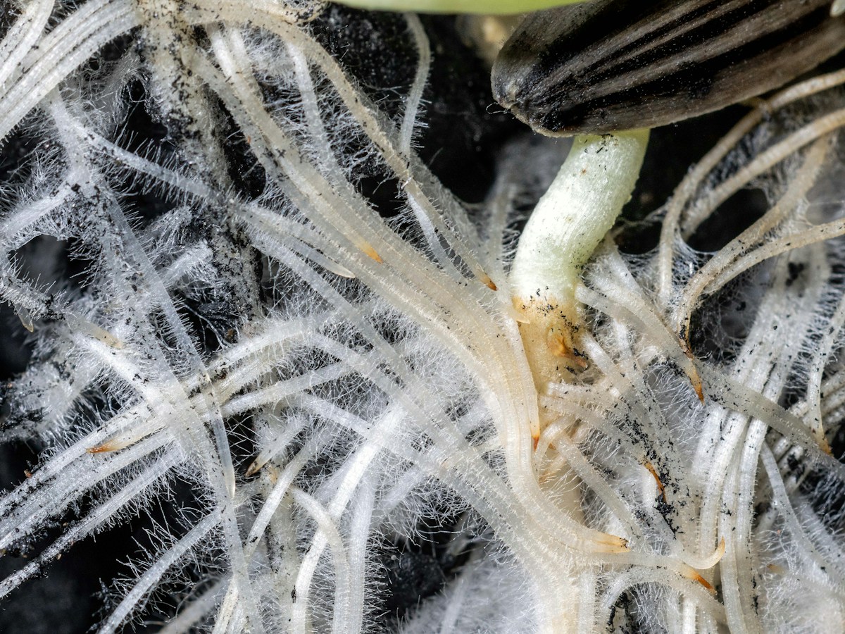 Radici fini e peli radicali che alimentano l’attività biologica del suolo