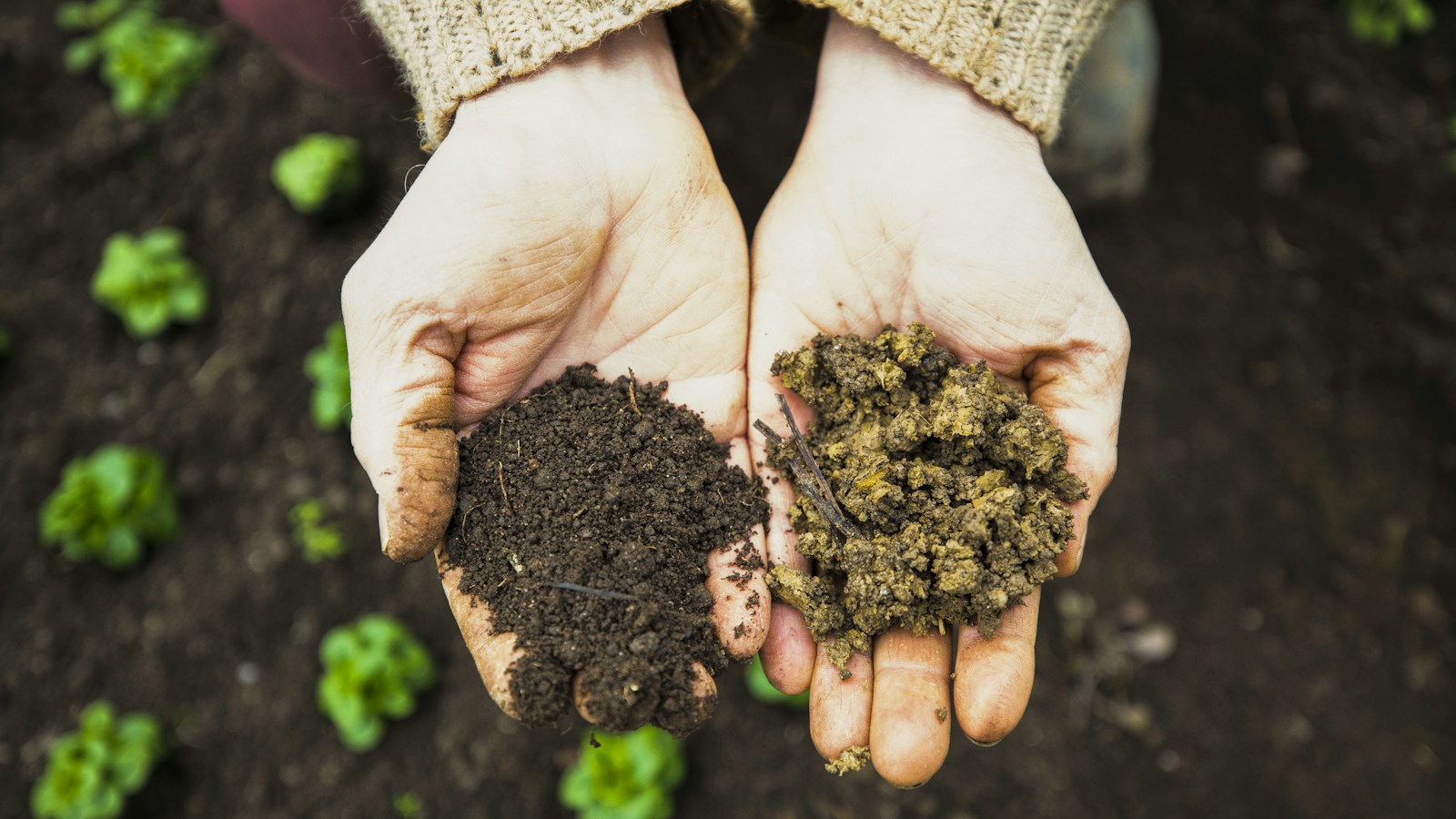 Campione di terra usato per misurare la respirazione del suolo
