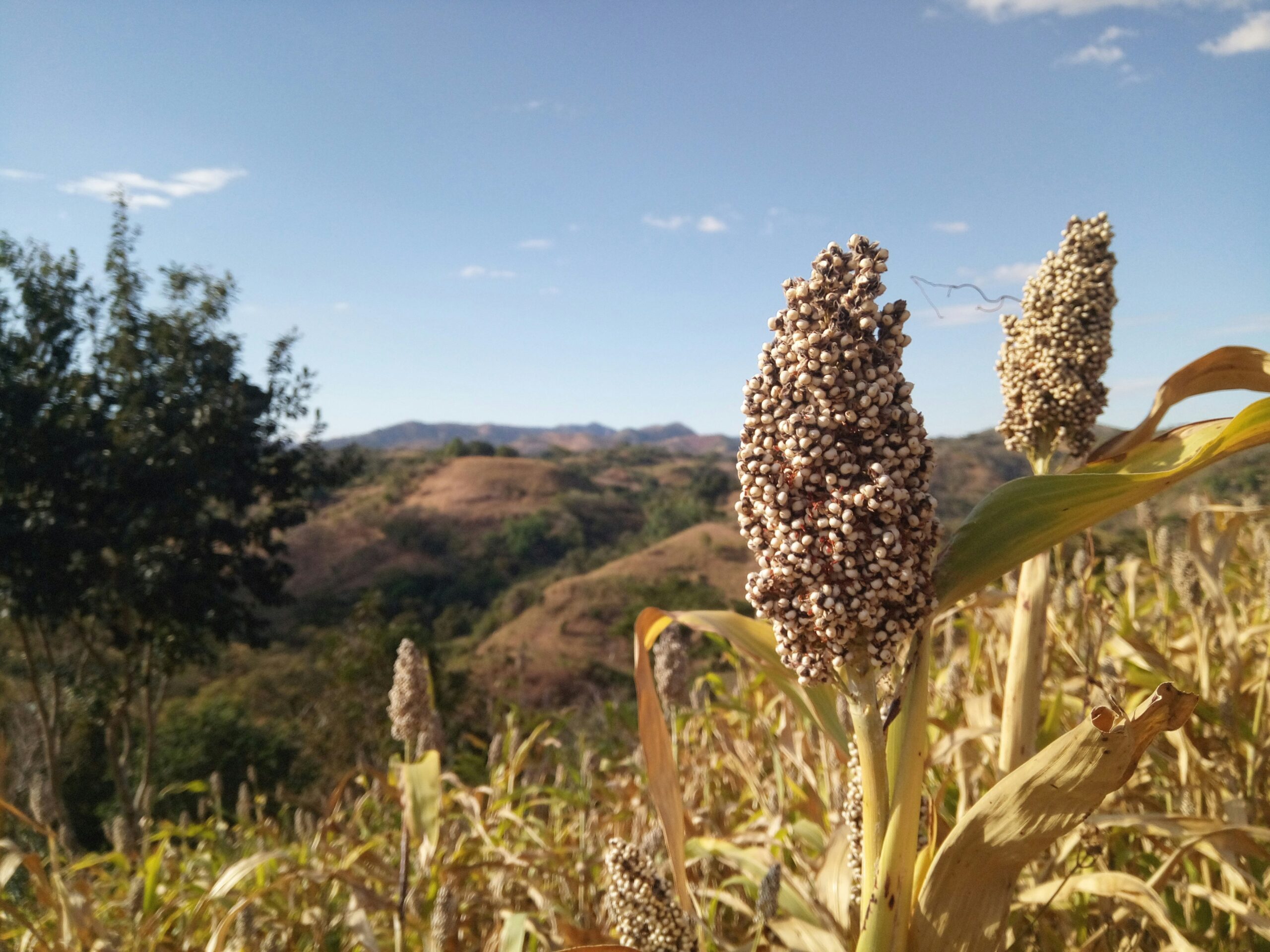 Sorgo maturo in campo, coltura da controllare per i nitrati dopo stress o forte concimazione azotata
