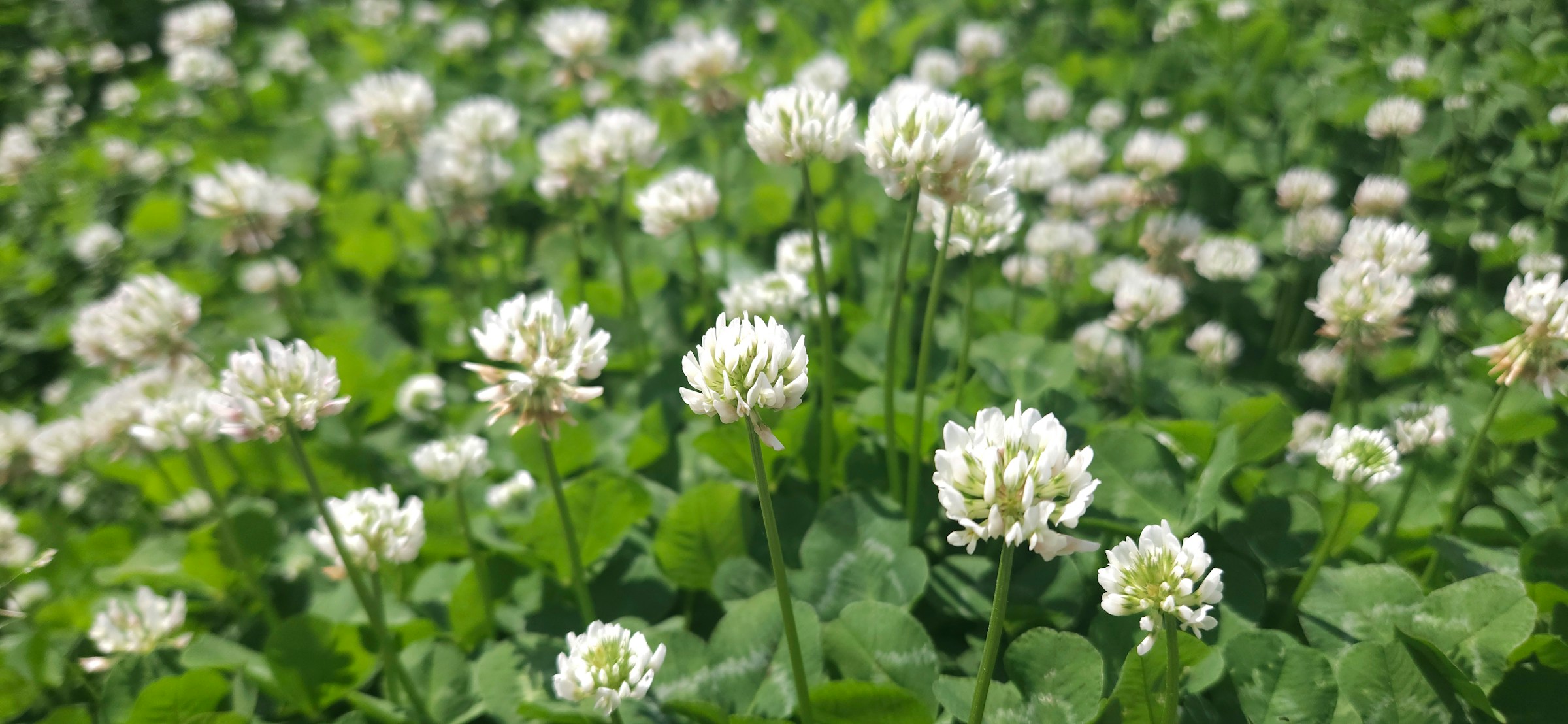 Fiori bianchi di trifoglio sopra una copertura continua di foglie verdi