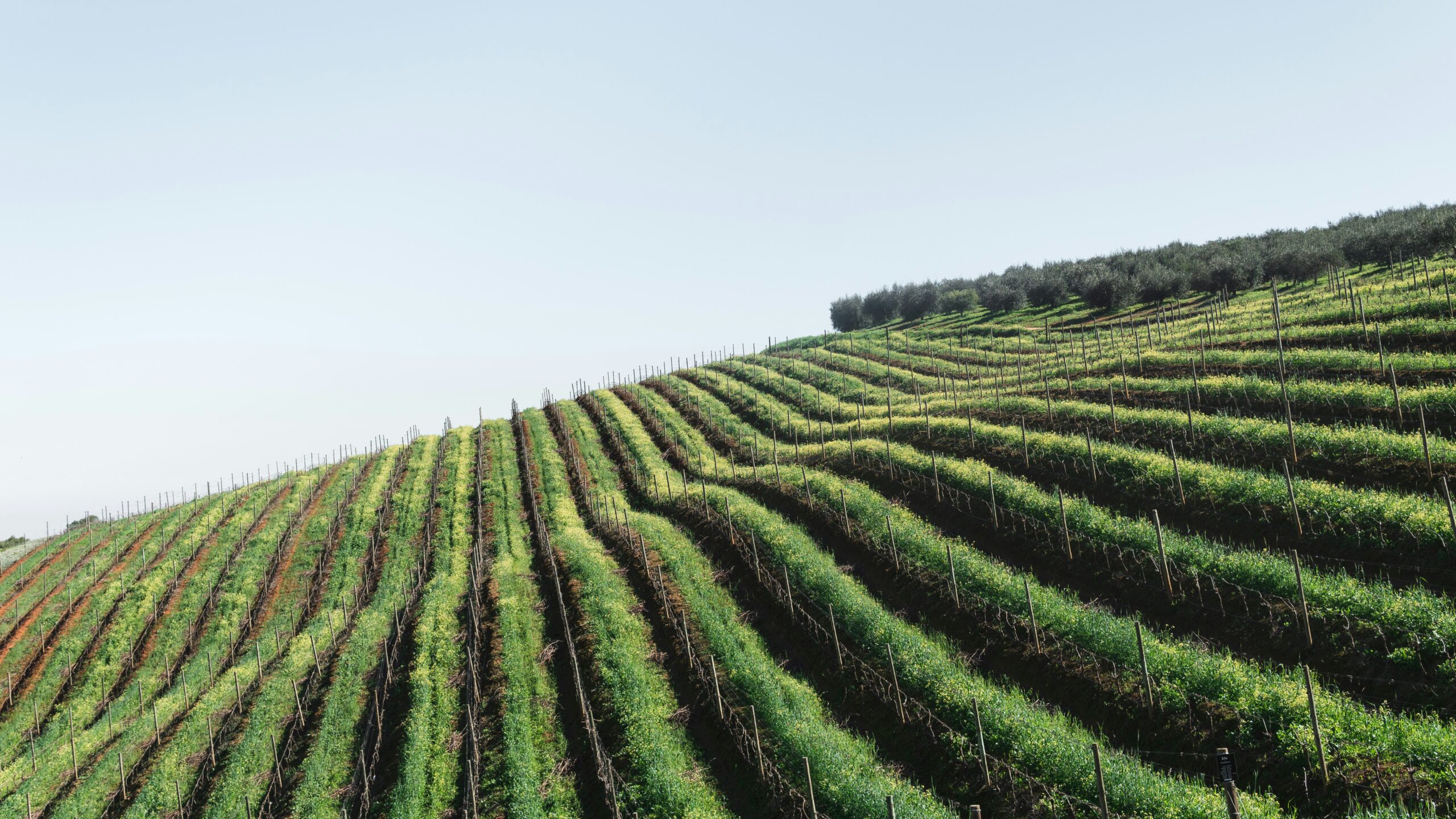 Filari di vigneto osservati per pianificare un campionamento del carbonio organico nel suolo