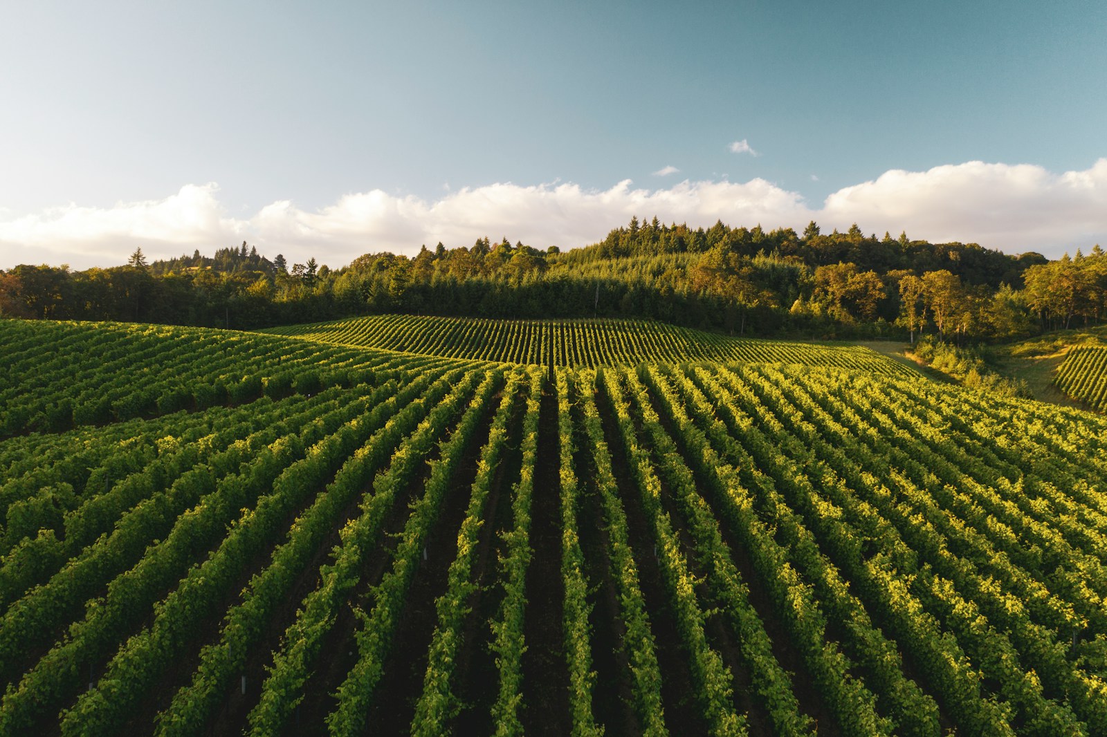 Filari di vigneto con copertura erbosa tra le file