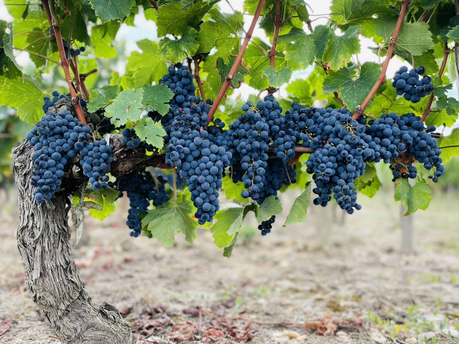 Vite carica di grappoli e foglie verdi: vigore e produzione non sostituiscono l’analisi dei tessuti